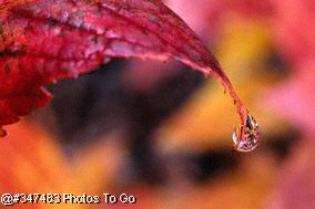 Raindrop falling from colored leaf